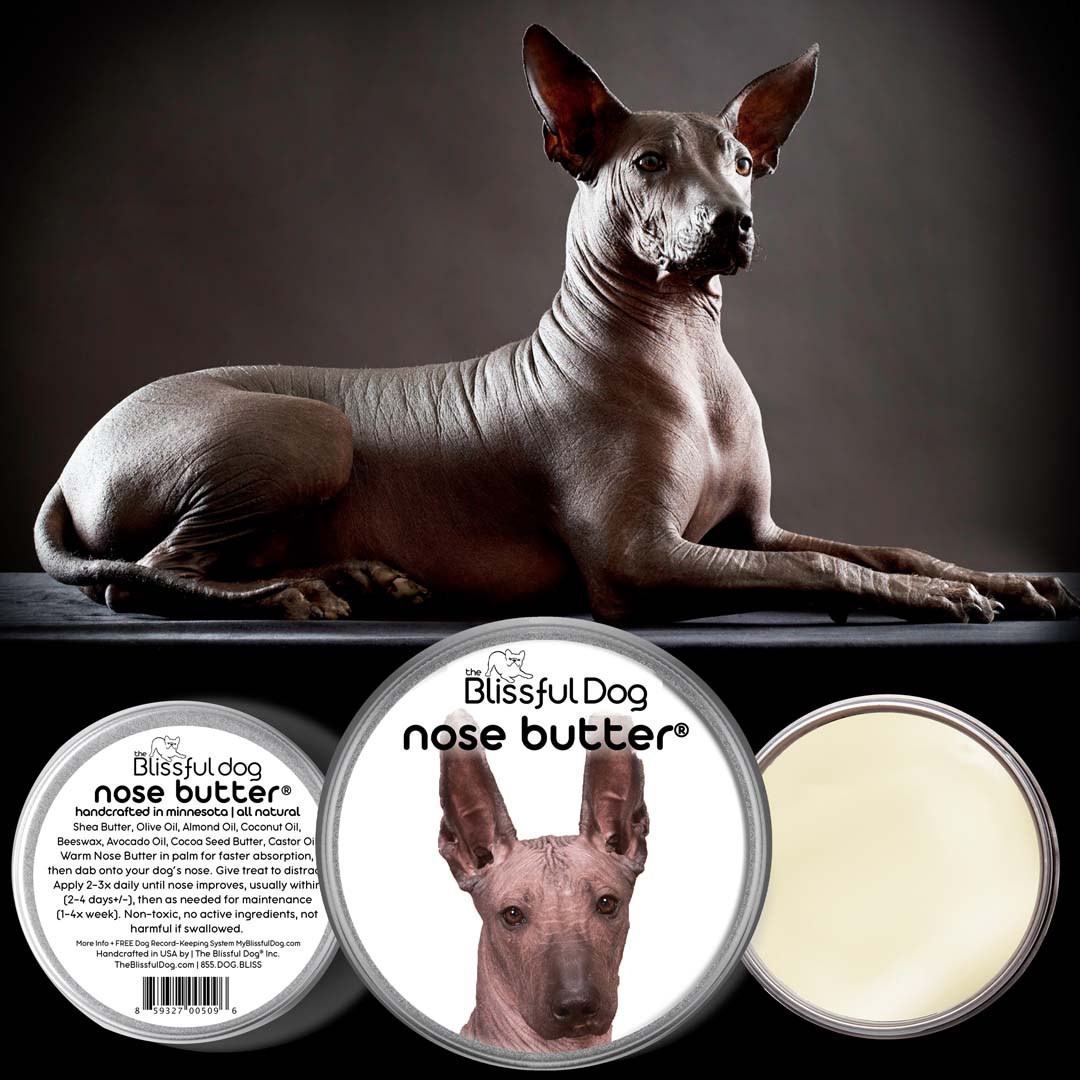 Xoloitzcuintli Nose is dry